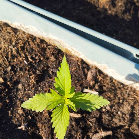 #2 Shogun growlog timeline photo