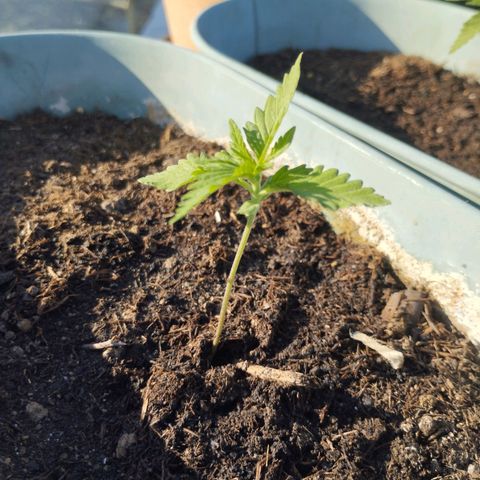 #2 Shogun growlog timeline photo