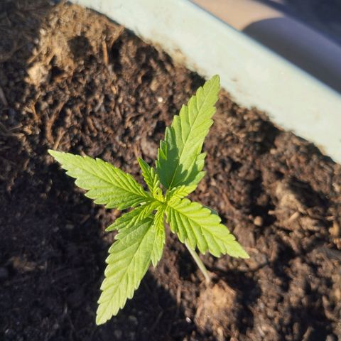 #3 Shogun growlog timeline photo