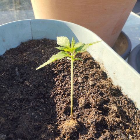 #3 Shogun growlog timeline photo