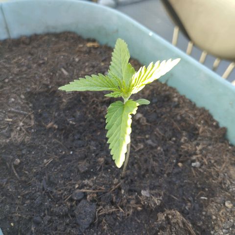 #4 Shogun growlog timeline photo