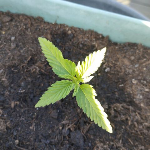 #4 Shogun growlog timeline photo