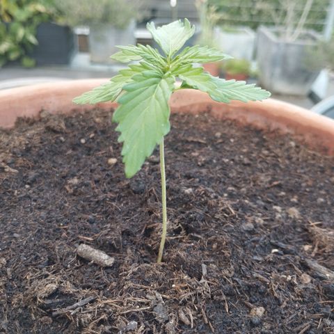 #1 Royal creamatic  growlog timeline photo