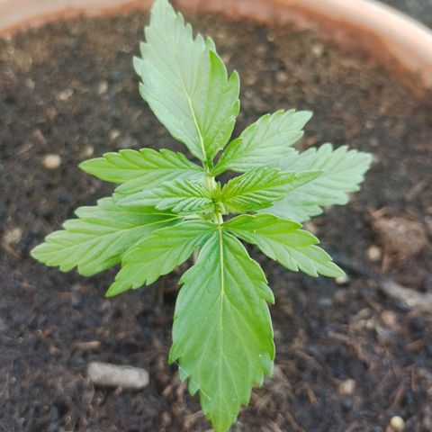 #1 Royal creamatic  growlog timeline photo