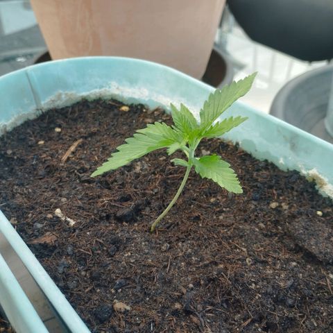 #2 Shogun growlog timeline photo