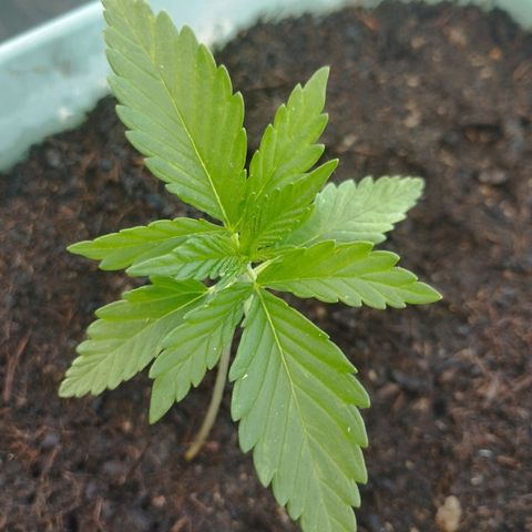 #2 Shogun growlog timeline photo