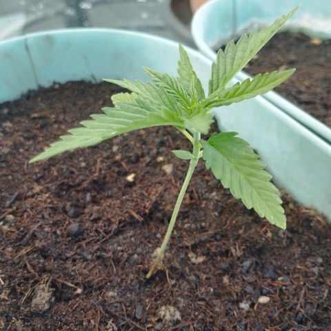 #3 Shogun growlog timeline photo
