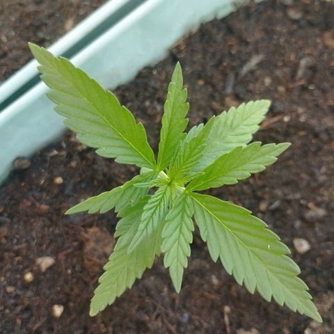 #3 Shogun growlog timeline photo