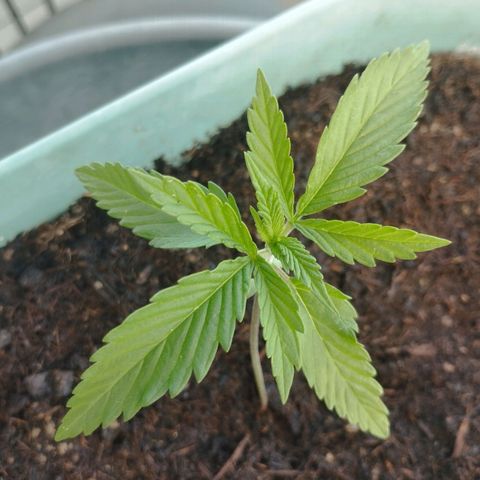 #4 Shogun growlog timeline photo