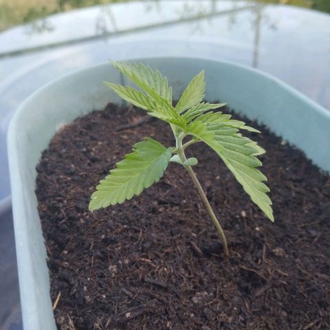 #4 Shogun growlog timeline photo