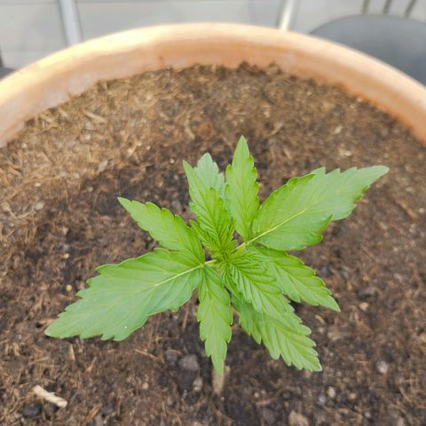 #1 Royal creamatic  growlog timeline photo