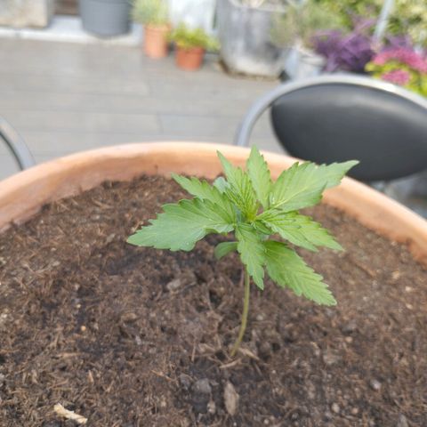 #1 Royal creamatic  growlog timeline photo
