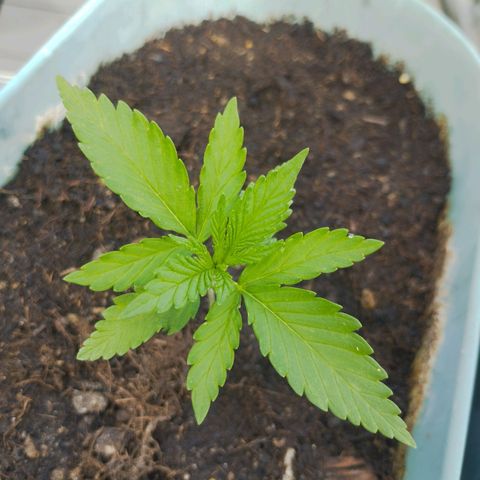 #2 Shogun growlog timeline photo