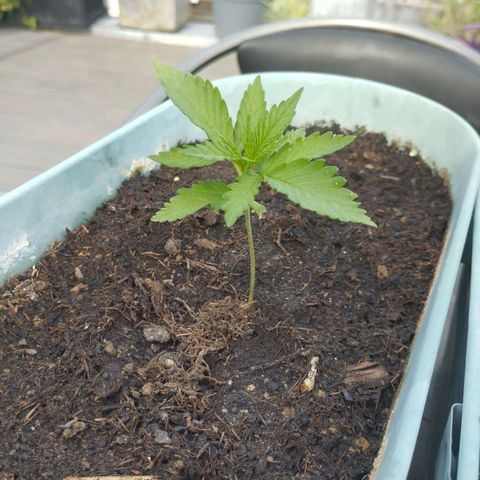 #2 Shogun growlog timeline photo