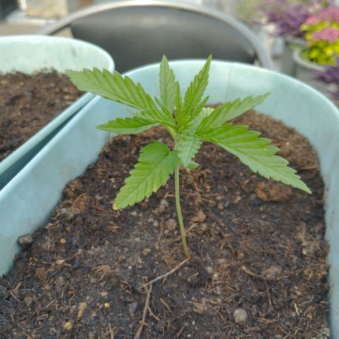 #3 Shogun growlog timeline photo