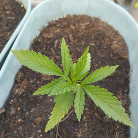 #3 Shogun growlog timeline photo