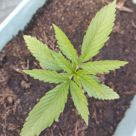 #4 Shogun growlog timeline photo