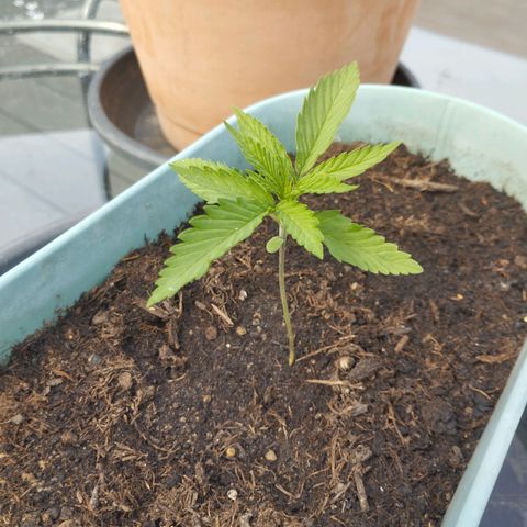 #4 Shogun growlog timeline photo