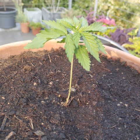 #1 Royal creamatic  growlog timeline photo