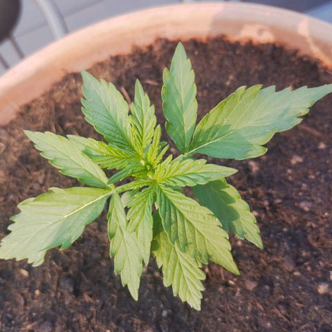 #1 Royal creamatic  growlog timeline photo