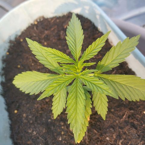 #3 Shogun growlog timeline photo