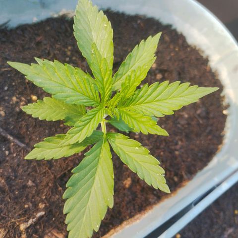 #2 Shogun growlog timeline photo