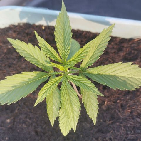 #4 Shogun growlog timeline photo