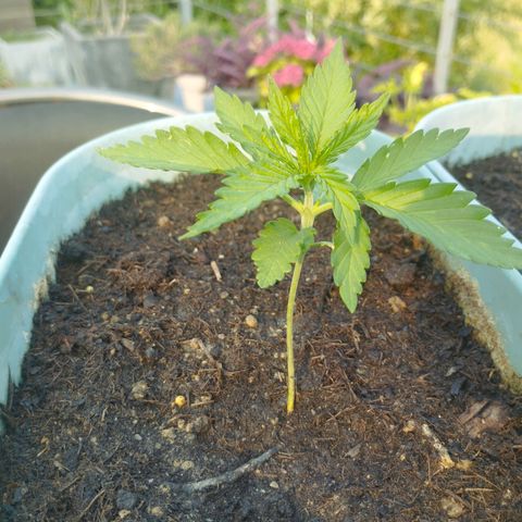#2 Shogun growlog timeline photo