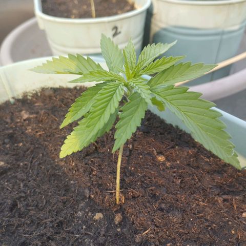 #4 Shogun growlog timeline photo