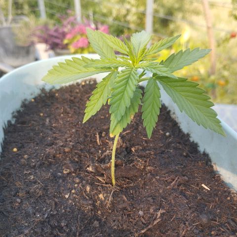 #3 Shogun growlog timeline photo