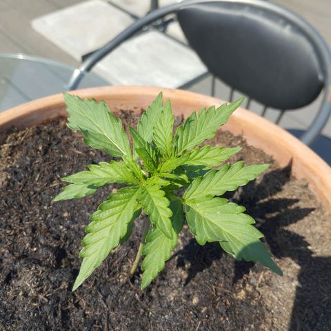 #1 Royal creamatic  growlog timeline photo