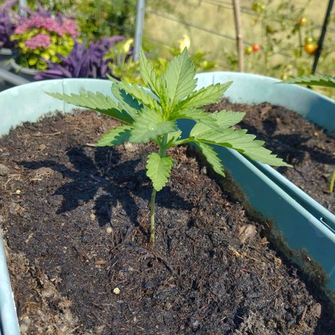 #2 Shogun growlog timeline photo