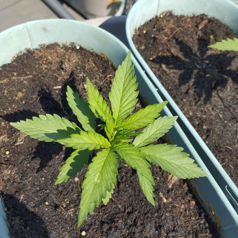 #2 Shogun growlog timeline photo