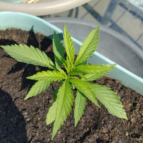 #4 Shogun growlog timeline photo