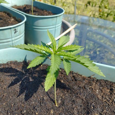#4 Shogun growlog timeline photo