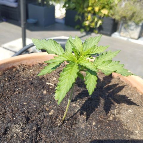 #1 Royal creamatic  growlog timeline photo