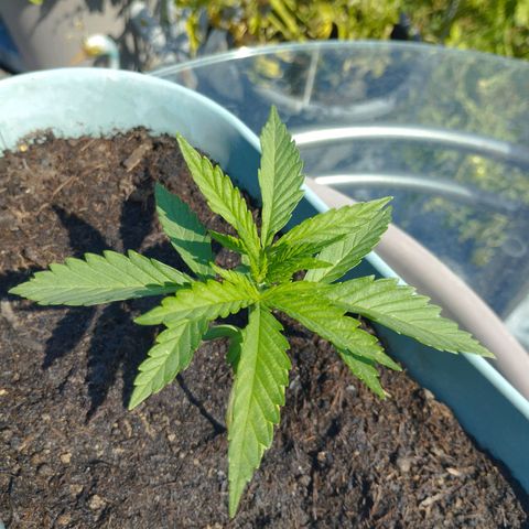 #3 Shogun growlog timeline photo