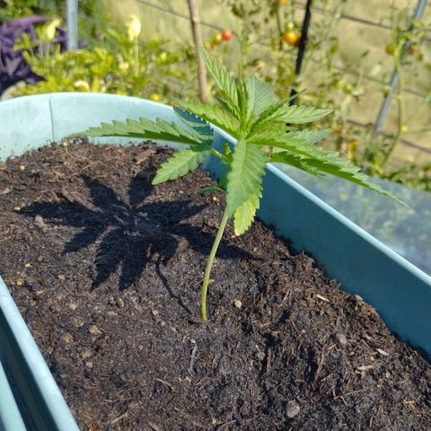 #3 Shogun growlog timeline photo