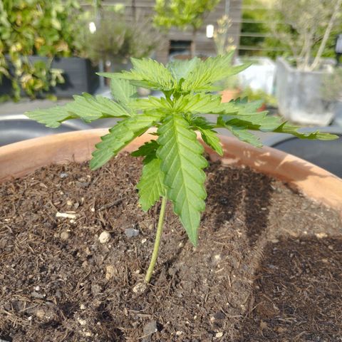 #1 Royal creamatic  growlog timeline photo