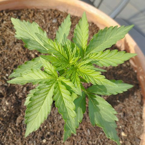 #1 Royal creamatic  growlog timeline photo