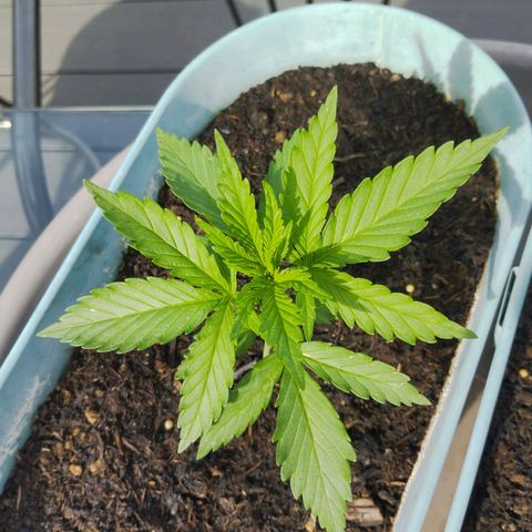 #2 Shogun growlog timeline photo