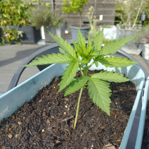 #2 Shogun growlog timeline photo