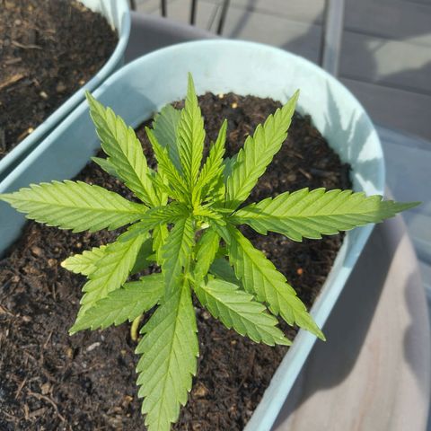 #3 Shogun growlog timeline photo