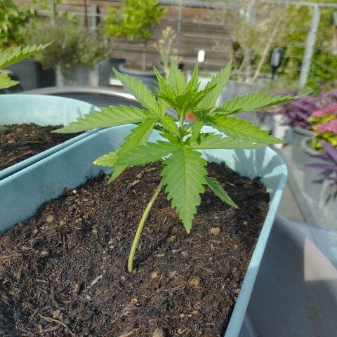 #3 Shogun growlog timeline photo