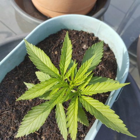 #4 Shogun growlog timeline photo
