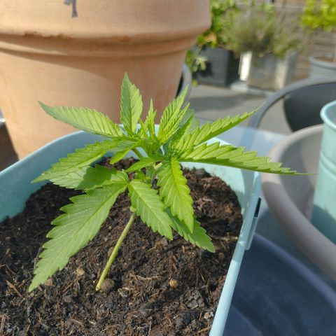 #4 Shogun growlog timeline photo