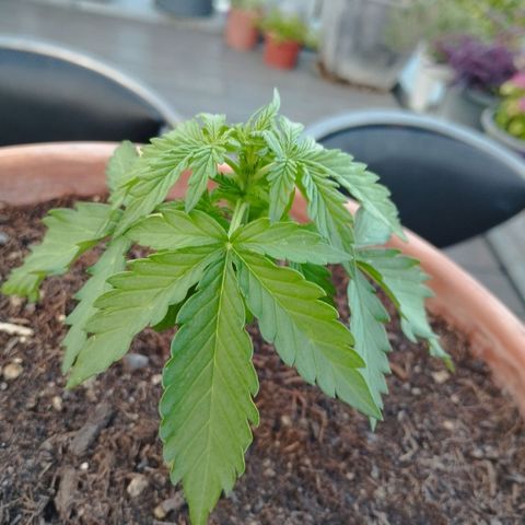 #1 Royal creamatic  growlog timeline photo