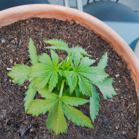 #1 Royal creamatic  growlog timeline photo