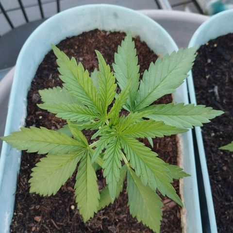 #2 Shogun growlog timeline photo