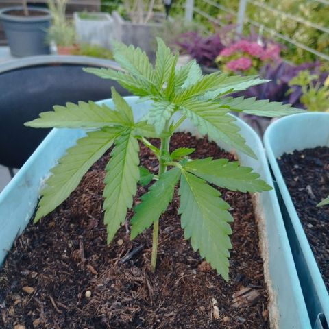 #2 Shogun growlog timeline photo
